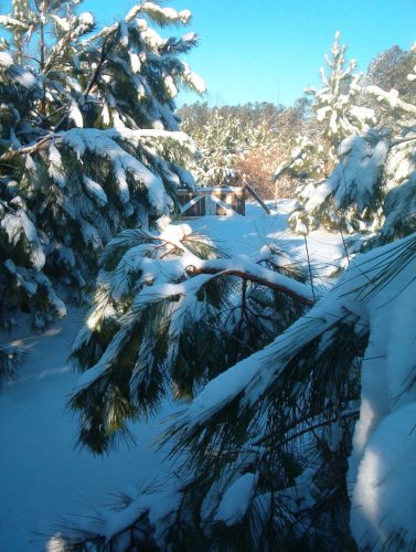 Winter at The Clearing - Image 04