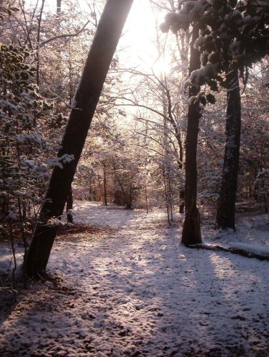 Winter at The Clearing - Image 09